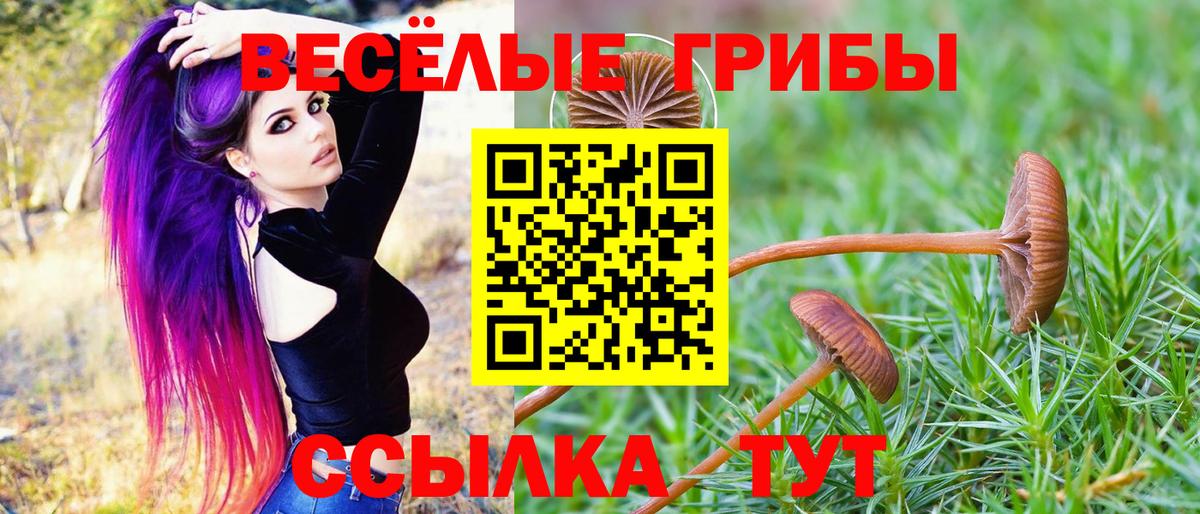 Волхов  Псилоцибиновые грибы прущие грибы  Вход с VPN 
